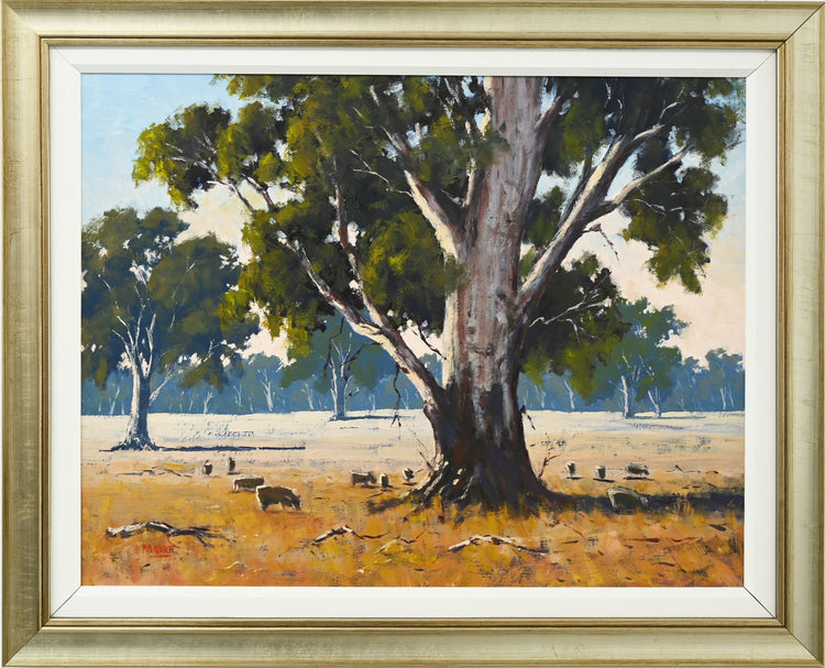 Morning Light, Benalla Plain