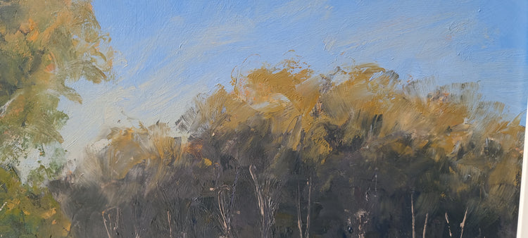 Coopers Creek Morning