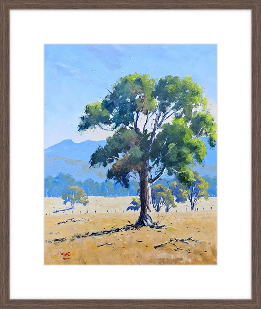 Grampians Gum - Limited Release Framed Print